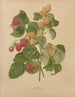 Flore hollandaise et Pomone PL46 - Abraham Jacobus Wendel — artwork view