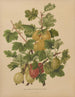 Flore hollandaise et Pomone PL47 - Abraham Jacobus Wendel — artwork view