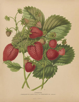 Abraham Jacobus Wendel - Nederlandsche flora en pomona Pl48.webp