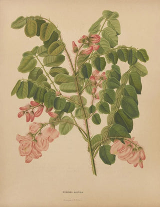 Abraham Jacobus Wendel - Nederlandsche flora en pomona Pl49.webp