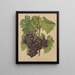 Flore hollandaise et Pomone PL50 - Abraham Jacobus Wendel — framed artwork on a wall
