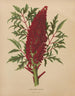 Flore hollandaise et Pomone PL52 - Abraham Jacobus Wendel — artwork view