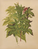 Flore hollandaise et Pomone PL53 - Abraham Jacobus Wendel — artwork view
