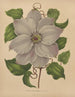 Flore hollandaise et Pomone PL54 - Abraham Jacobus Wendel — artwork view