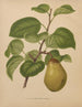 Flore hollandaise et Pomone PL55 - Abraham Jacobus Wendel — artwork view