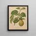 Flore hollandaise et Pomone PL55 - Abraham Jacobus Wendel — framed artwork on a wall
