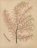 Flore hollandaise et Pomone PL56 - Abraham Jacobus Wendel — artwork view