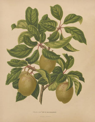 Abraham Jacobus Wendel - Nederlandsche flora en pomona Pl57.webp
