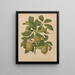 Flore hollandaise et Pomone PL57 - Abraham Jacobus Wendel — framed artwork on a wall