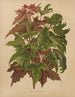Flore hollandaise et Pomone PL58 - Abraham Jacobus Wendel — artwork view