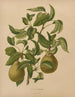 Flore hollandaise et Pomone PL59 - Abraham Jacobus Wendel — artwork view