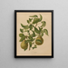 Flore hollandaise et Pomone PL59 - Abraham Jacobus Wendel — framed artwork on a wall