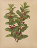 Flore hollandaise et Pomone PL60 - Abraham Jacobus Wendel — artwork view