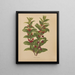 Flore hollandaise et Pomone PL60 - Abraham Jacobus Wendel — framed artwork on a wall