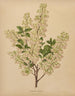 Flore hollandaise et Pomone PL61 - Abraham Jacobus Wendel — artwork view