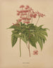 Flore hollandaise et Pomone PL62 - Abraham Jacobus Wendel — artwork view