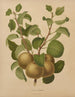 Flore hollandaise et Pomone PL63 - Abraham Jacobus Wendel — artwork view