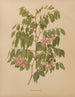 Indigofera decora, plate 64 - Abraham Jacobus Wendel — botanical plate view