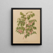 Indigofera decora, plate 64 - Abraham Jacobus Wendel — framed botanical art print on a wall
