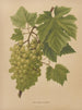 Flore hollandaise et Pomone PL65 - Abraham Jacobus Wendel — artwork view
