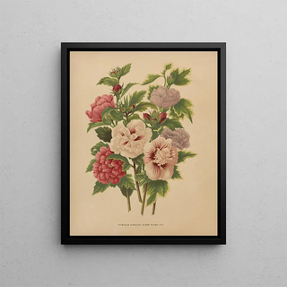 Abraham Jacobus Wendel - Nederlandsche flora en pomona Pl66.webp