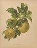 Flore hollandaise et Pomone PL67 - Abraham Jacobus Wendel — artwork view