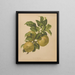 Flore hollandaise et Pomone PL67 - Abraham Jacobus Wendel — framed artwork on a wall