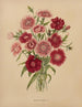 Flore hollandaise et Pomone PL68 - Abraham Jacobus Wendel — artwork view