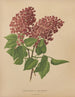 Flore hollandaise et Pomone PL69 - Abraham Jacobus Wendel — artwork view
