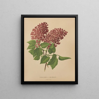 Abraham Jacobus Wendel - Nederlandsche flora en pomona Pl69.webp