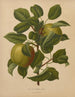 Flore hollandaise et Pomone PL71 - Abraham Jacobus Wendel — artwork view