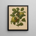 Flore hollandaise et Pomone PL71 - Abraham Jacobus Wendel — framed artwork on a wall