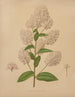 Flore hollandaise et Pomone PL72 - Abraham Jacobus Wendel — artwork view