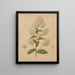 Flore hollandaise et Pomone PL72 - Abraham Jacobus Wendel — framed artwork on a wall