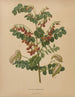 Flore hollandaise et Pomone PL73 - Abraham Jacobus Wendel — artwork view