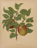 Flore hollandaise et Pomone PL75 - Abraham Jacobus Wendel — artwork view