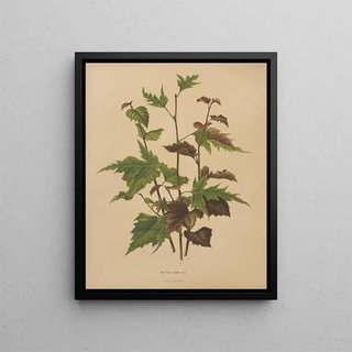 Abraham Jacobus Wendel - Nederlandsche flora en pomona Pl76.webp