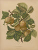 Flore hollandaise et Pomone PL77 - Abraham Jacobus Wendel — artwork view
