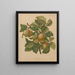 Flore hollandaise et Pomone PL77 - Abraham Jacobus Wendel — framed artwork on a wall