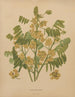 Flore hollandaise et Pomone PL78 - Abraham Jacobus Wendel — artwork view