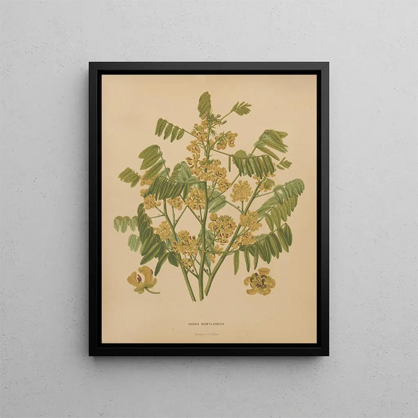 Abraham Jacobus Wendel - Nederlandsche flora en pomona Pl78.webp