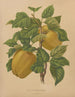 Flore hollandaise et Pomone PL79 - Abraham Jacobus Wendel — artwork view