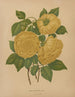 Flore hollandaise et Pomone PL80 - Abraham Jacobus Wendel — artwork view