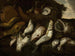 Vis - Abraham van Beijeren — weergave van het kunstwerk