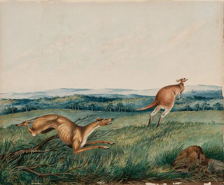 Adam Gustavus Ball - Dog chasing a kangaroo.webp