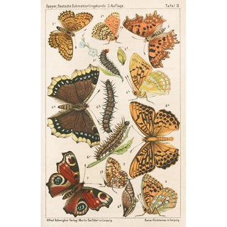 Adolf Speyer - Deutsche Schmetterlingskunde fr Anfnger Nebst einer Anleitung zum Sammeln Pl01.webp