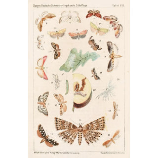 Adolf Speyer - Deutsche Schmetterlingskunde fr Anfnger Nebst einer Anleitung zum Sammeln Pl15.webp