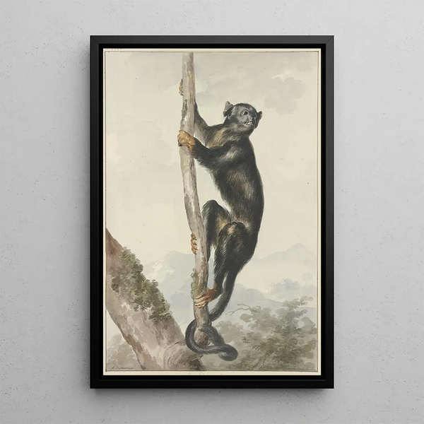 Aert Schouman - A Peruvian Spider Monkey Ateles chamek 1759.webp