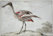 Een roze spatel Platalea ajaja - Aert Schouman — weergave van het kunstwerk