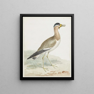 Aert Schouman - A Yellowwattled Lapwing.webp